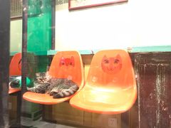 -猫咪博物馆(顶澳仔猫街店)