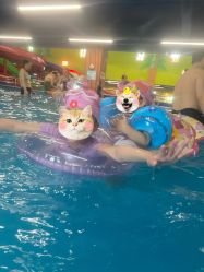 点击看大图 -宝燕乐园(闵行旗舰店)