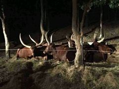 -清迈夜间动物园