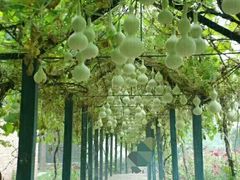 -东方巨龟苑景区