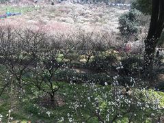-香雪海