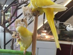 -深圳鸟咖鹦花岛