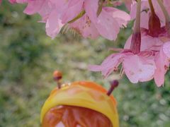 -上海辰山植物园