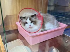 -FAELING PETS美天灵宠物(富力广场店)