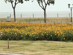 -野狸岛