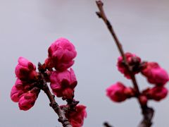 -望江楼公园