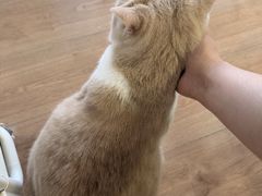 -MOYOYO猫咪咖啡店