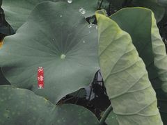 -贵阳市花溪国家城市湿地公园
