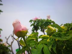 -曹州百花园