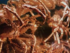 松叶蟹-蟹田居·活蟹料理(东城店)