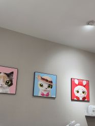 -洗脸猫·洗脸吧