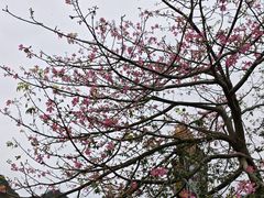 -靖西鹅泉风景区