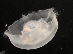 -大阪海游馆