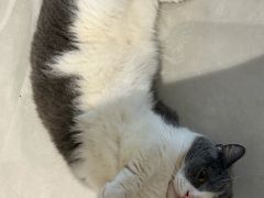 -瑞鹏宠物医院·骨科·猫科·内科(第一中心)