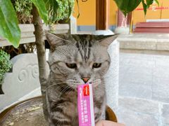 -龙华寺