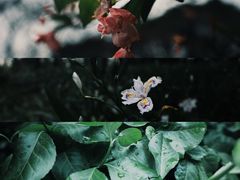 -杭州植物园