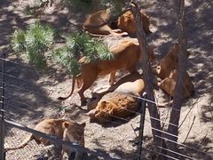 -大连森林动物园