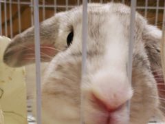-猫猫幼稚园·撸猫·桌游·电玩