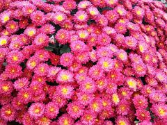 -中国天府农业博览园