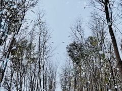 -丁香湖公园