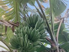 -云溪植物园