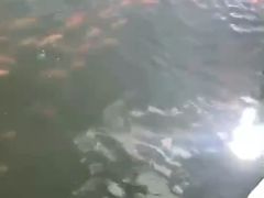 -长春市南湖公园