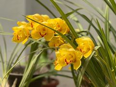 -石家庄市植物园