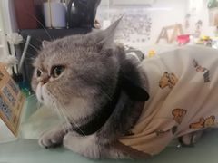 -楼上猫咖(罗湖店)