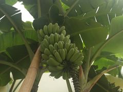 -黄家新傣味