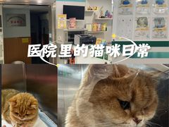 -瑞派先诺宠物医院•猫专科•普外科•中兽医(佛山院)