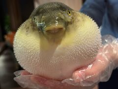 -肆月河豚·淮扬菜·湘菜(华天店)