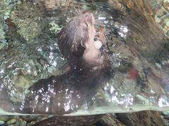 -迪拜水族馆及水下动物园