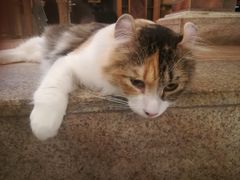 -more than meow吴止猫主题餐厅(承德 中船汇店)