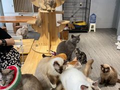 -猫亿天猫咖