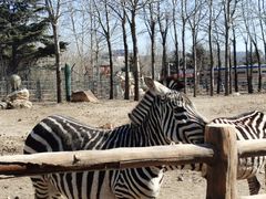 -大连森林动物园