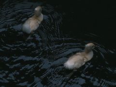 -荔湾湖公园