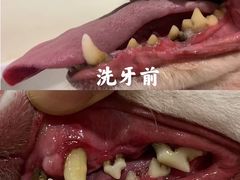 -BABYDOG宝贝狗宠物乐园(欧洲城店)