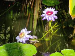 -国家植物园南园