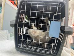 -爱贝特动物医院·猫口炎专科