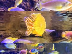 -上海海洋水族馆