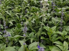 -三兄弟高炉烧饼