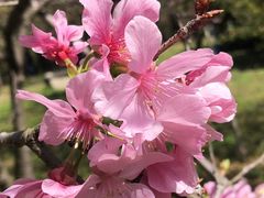 -天适樱花悠乐园