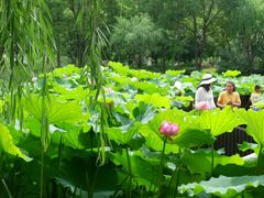 -陈家山荷花公园