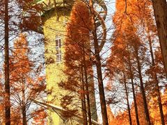 -黄海国家森林公园