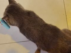 -平行世界·猫咖(首经贸店)