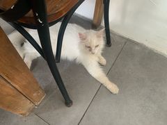 -吉丁鸟咖·异宠·寄养