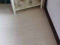 -波姐宠物家庭寄养