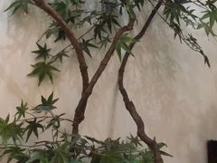 -耳艺采耳·足疗·按摩SPA(市桥店)