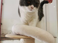 -酷豆宠物咖啡·宠物美食·撸猫馆