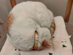 -猫的天空之城概念书店(苏州平江店)